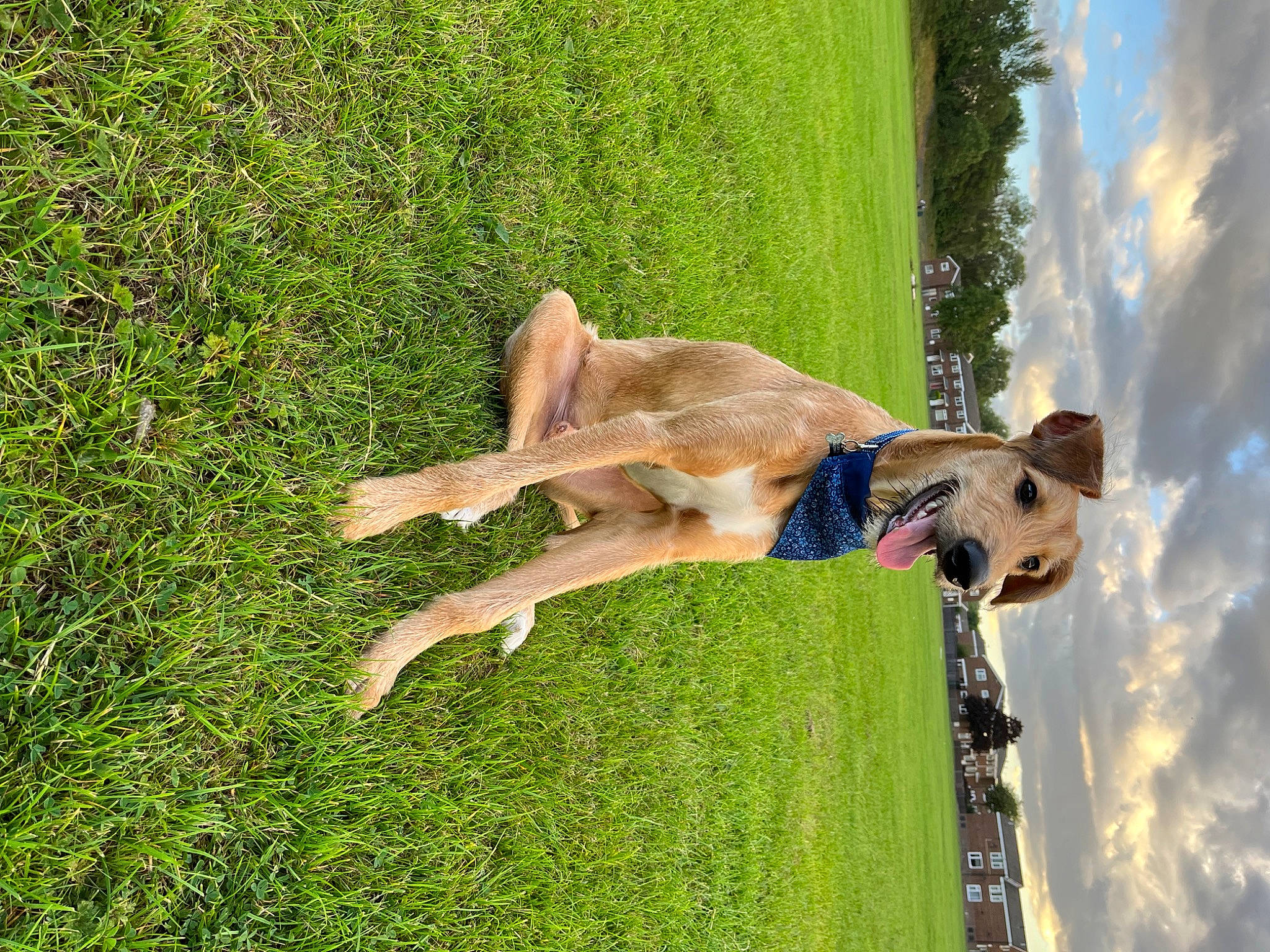 Mac is registered to the contest to win money with this photo: canidae, carnivore, cloud, companion_dog, dog, dog_breed, fawn, fun, grass, grassland, groundcover, leisure, pasture, people_in_nature, plant, recreation, sky, sporting_group, tail, tree