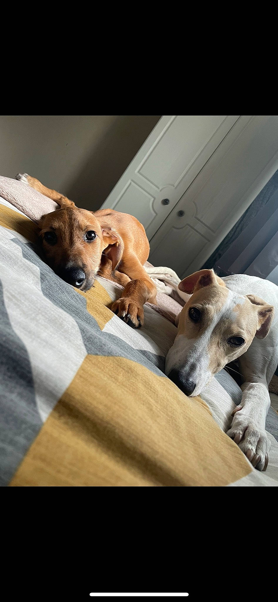 Mac joined the competition — help win amazing prizes! canidae, carnivore, comfort, companion_dog, dog, dog_breed, dog_supply, fawn, fur, linens, snout, sporting_group, toy_dog, working_animal