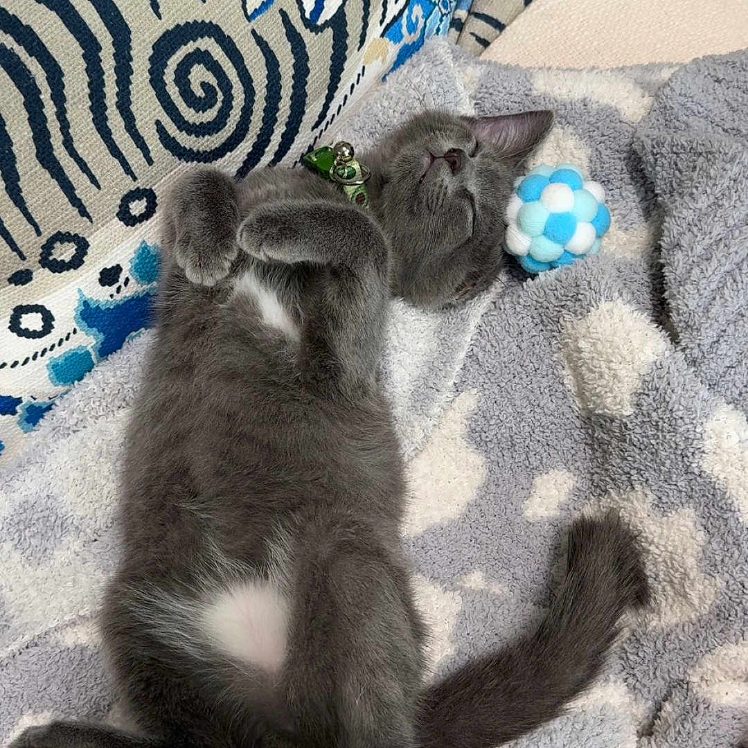 Mister