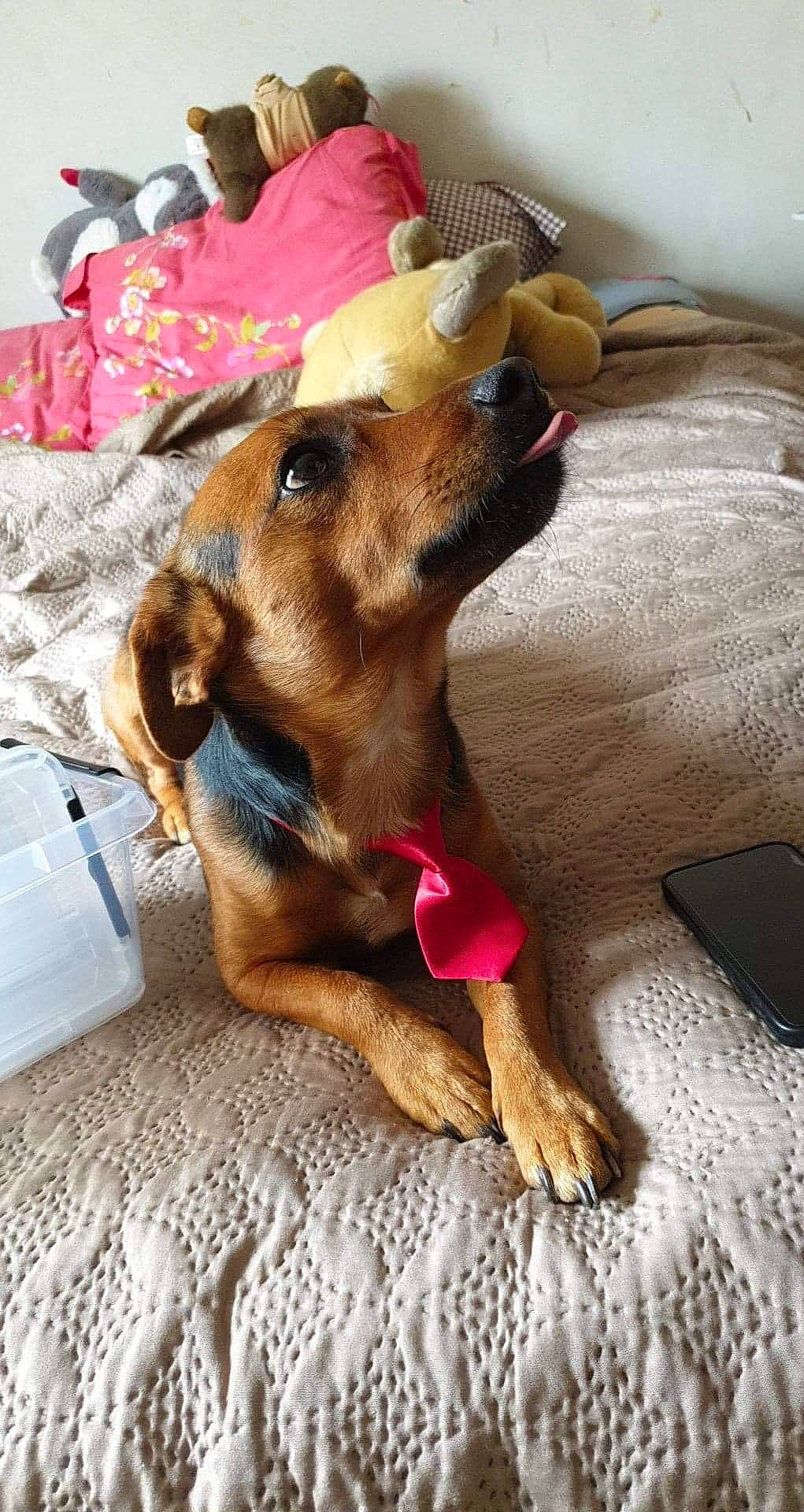 Pato participe au concours pour gagner de l'argent avec cette photo : canidae, carnivore, collar, comfort, companion_dog, dog, dog_breed, dog_supply, ear, fawn, fur, guard_dog, liver, paw, pet_supply, snout, sporting_group, toy_dog, whiskers, working_animal