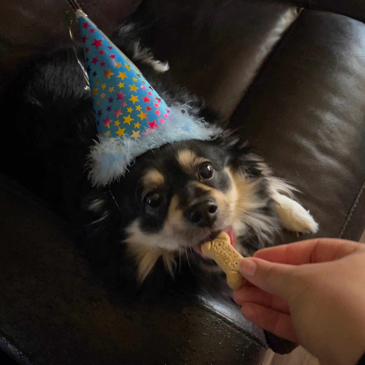 Coco joined the competition — help win amazing prizes! animal, baby, canine, clothing, couch, cream, dessert, dog, face, food, furniture, hat, head, icing, partyhat, person, pet, photography, portrait, puppy