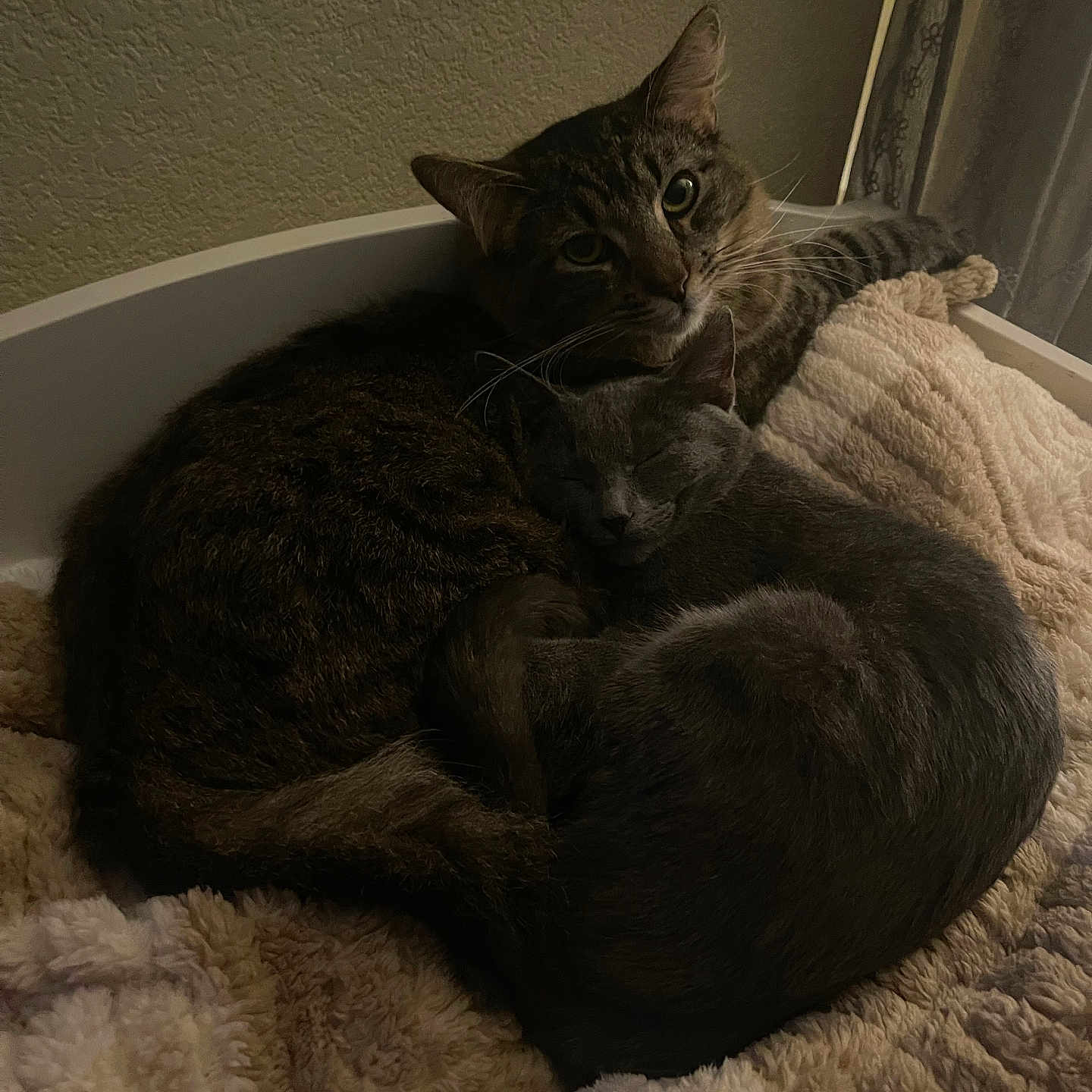Miloo And Athena