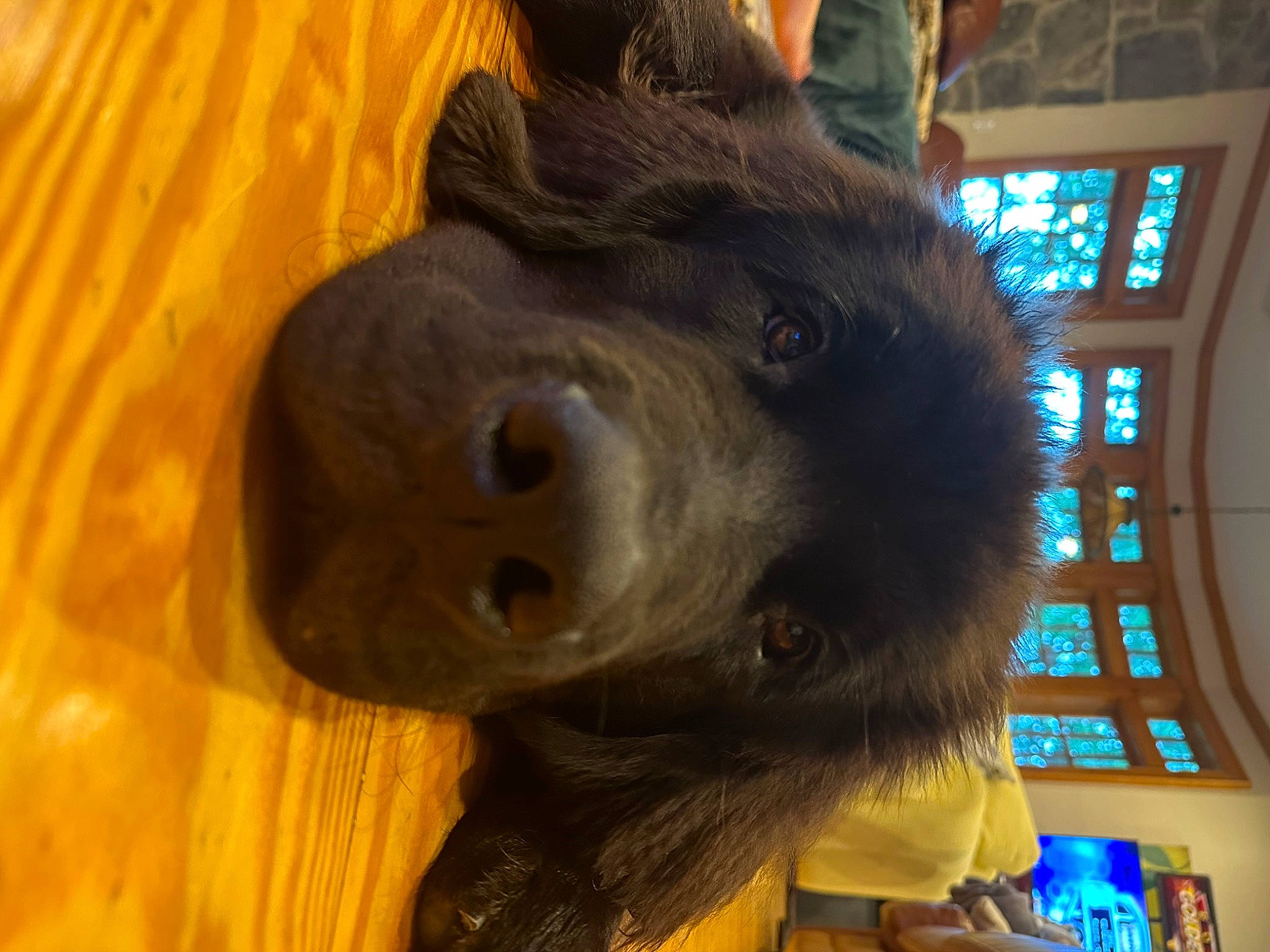 George is registered to the contest to win money with this photo: bear, carnivore, companion_dog, dog, dog_breed, fur, giant_dog_breed, guard_dog, liver, retriever, snout, sporting_group, terrestrial_animal, whiskers, window, wood, working_animal