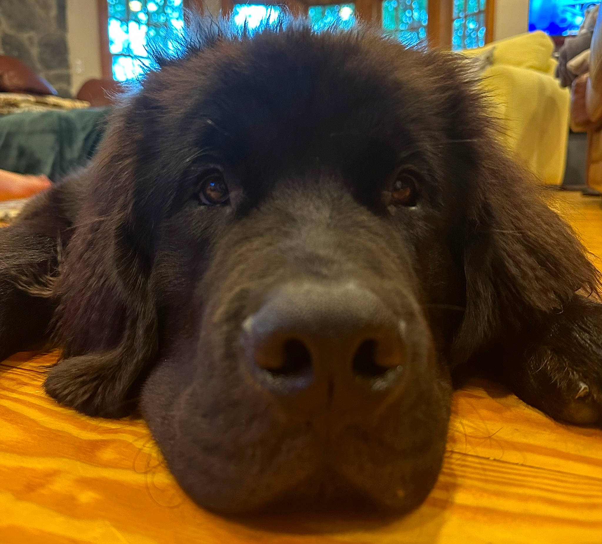 George joined the competition — help win amazing prizes! borador, canidae, carnivore, companion_dog, dog, dog_breed, fur, giant_dog_breed, guard_dog, gun_dog, liver, paw, puppy, retriever, snout, sporting_group, terrestrial_animal, whiskers, working_animal, working_dog