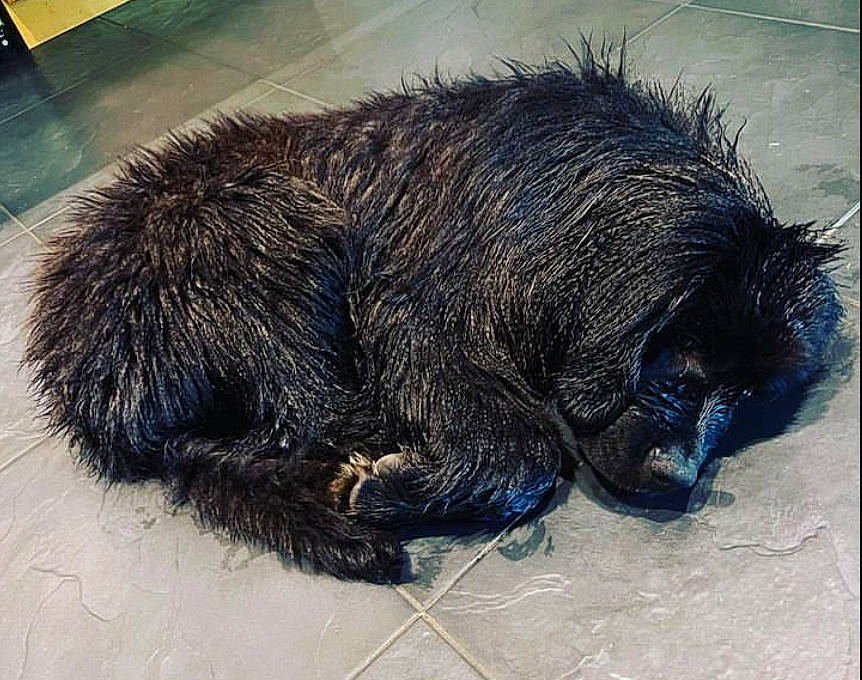 George joined the competition — help win amazing prizes! carnivore, claw, dog_breed, electric_blue, fur, liver, paw, snout, terrestrial_animal, whiskers