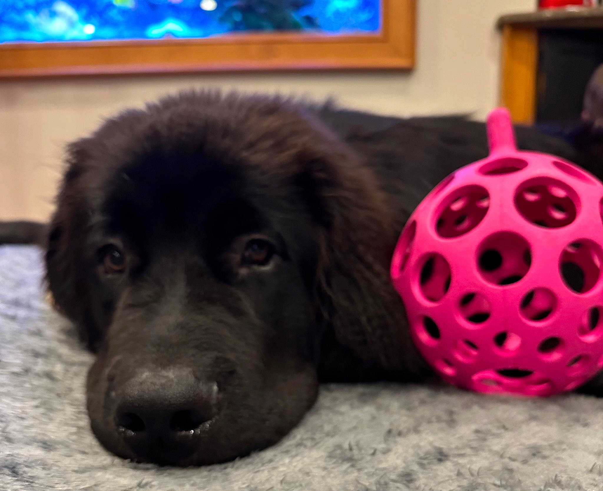 George is registered to the contest to win money with this photo: blue, canidae, carnivore, companion_dog, dog, dog_breed, dog_supply, dog_toy, flooring, fur, guard_dog, liver, picture_frame, plastic, snout, sporting_group, stuffed_toy, toy, whiskers, working_animal