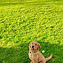 animal, canine, collar, cute, daytime, dog, fur, golden_retriever, grass, greenery, landscape, nature, outdoor, pet, playful, puppy, sitting, sunlight, tennis_ball, young
