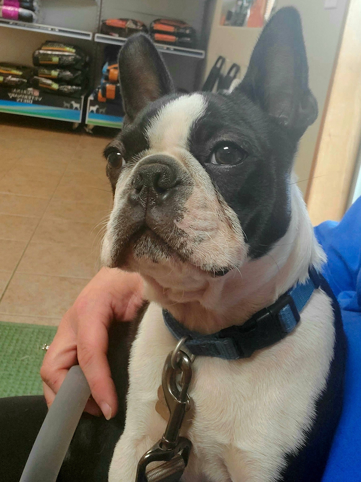 Tally is registered to the contest to win money with this photo: boston_terrier, bulldog, canidae, carnivore, collar, companion_dog, dog, dog_breed, dog_collar, ear, fawn, french_bulldog, fur, non_sporting_group, shelf, snout, sporting_group, toy_dog, whiskers, working_animal