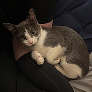 Ruthie joined the competition — help win amazing prizes! animal, black_leggings, cat, closeup, cozy, cute, feline, fur, gray_cat, indoor, lap, looking, paw, person, pet, relaxed, resting, soft_light, whiskers, white_cat