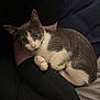 animal, black_leggings, cat, closeup, cozy, cute, feline, fur, gray_cat, indoor, lap, looking, paw, person, pet, relaxed, resting, soft_light, whiskers, white_cat