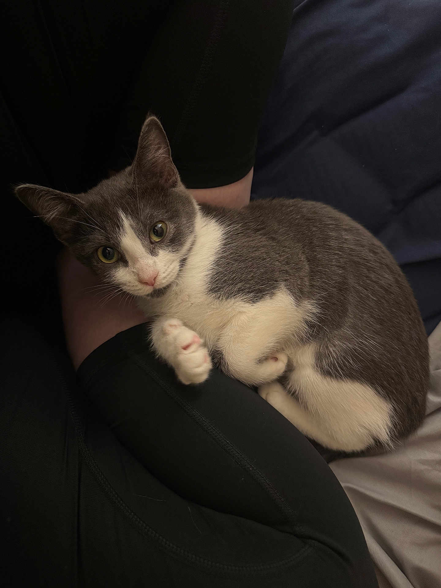 Ruthie joined the competition — help win amazing prizes! animal, black_leggings, cat, closeup, cozy, cute, feline, fur, gray_cat, indoor, lap, looking, paw, person, pet, relaxed, resting, soft_light, whiskers, white_cat