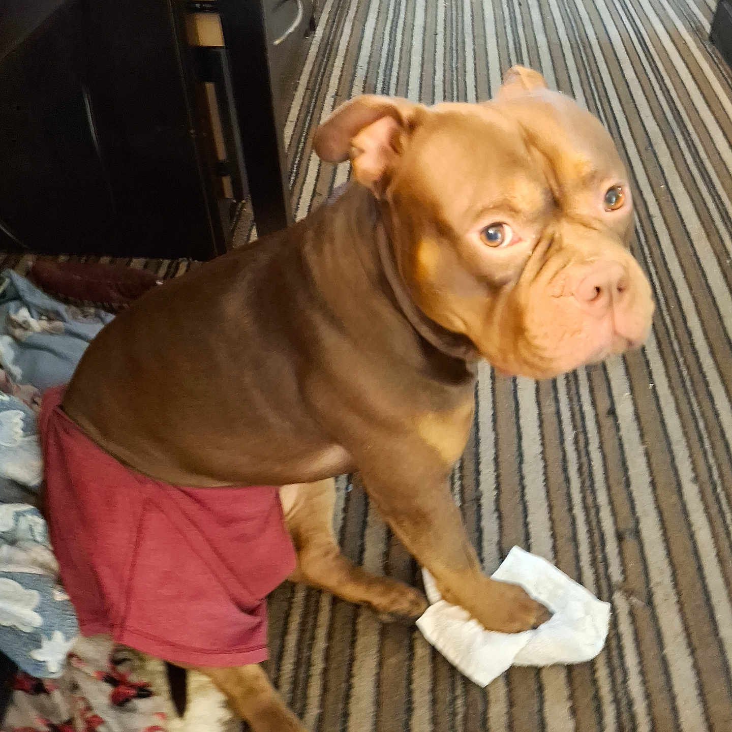 Town Dunkles is registered to the contest to win money with this photo: animal, brown_dog, canine, carpet, cloth, dog, ears, floor, fur, household, indoor, looking_up, mischievous, paw, pet, red_cloth, sitting, snout, striped_carpet, tissue