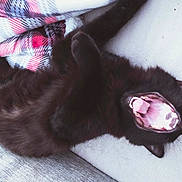 Ukiyo a rejoint le concours — aidez-le/la à gagner de superbes lots ! animal, black_cat, blanket, cat, couch, cozy, feline, fur, indoor, mouth_open, pet, pink, plaid, relaxed, resting, sleepy, soft, teeth, tongue, yawning