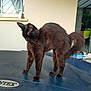 Ukiyo participe au concours pour gagner de l'argent avec cette photo : animal, black_cat, blue_surface, cat, ears, fur, garden, glass_door, house, intrex, logo, outdoor, pavement, pet, reflection, standing, tail, wall, whiskers, window