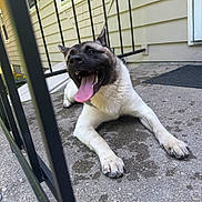 Nezuko is registered to the contest to win money with this photo: dog, tongue_out, porch, concrete, railing, house, happy, pet, animal, outdoor, fence, resting, canine, paw, smiling, tongue, summer, daylight, playful, relaxed