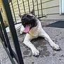 dog, tongue_out, porch, concrete, railing, house, happy, pet, animal, outdoor, fence, resting, canine, paw, smiling, tongue, summer, daylight, playful, relaxed
