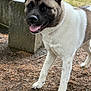 Nezuko joined the competition — help win amazing prizes! akita, dog, canine, pet, animal, outdoor, grass, dirt, pine_needles, bench, fur, tongue, ears, friendly, happy, walking, nature, park, mammal, portrait
