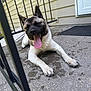 Nezuko is registered to the contest to win money with this photo: dog, canine, pet, tongue_out, happy, outdoor, porch, concrete, railing, house, door, black_nose, ears, paws, fur, smiling, resting, daylight, tongue, animal