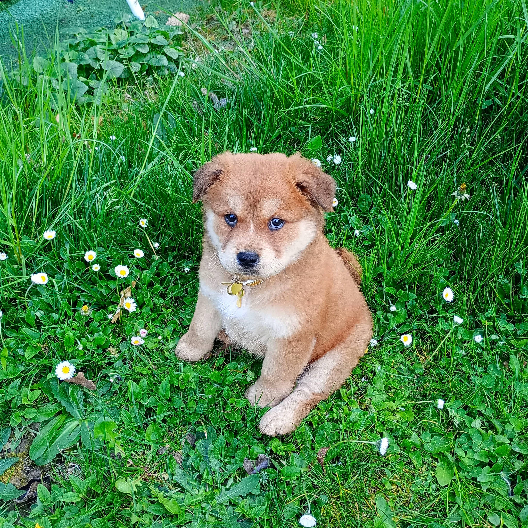 Vixy a rejoint le concours — aidez-le/la à gagner de superbes lots ! annual_plant, canidae, carnivore, companion_dog, dog, dog_breed, fawn, flower, flowering_plant, grass, grass_family, grassland, green, groundcover, herbaceous_plant, natural_landscape, pasture, plant, prairie, terrestrial_animal