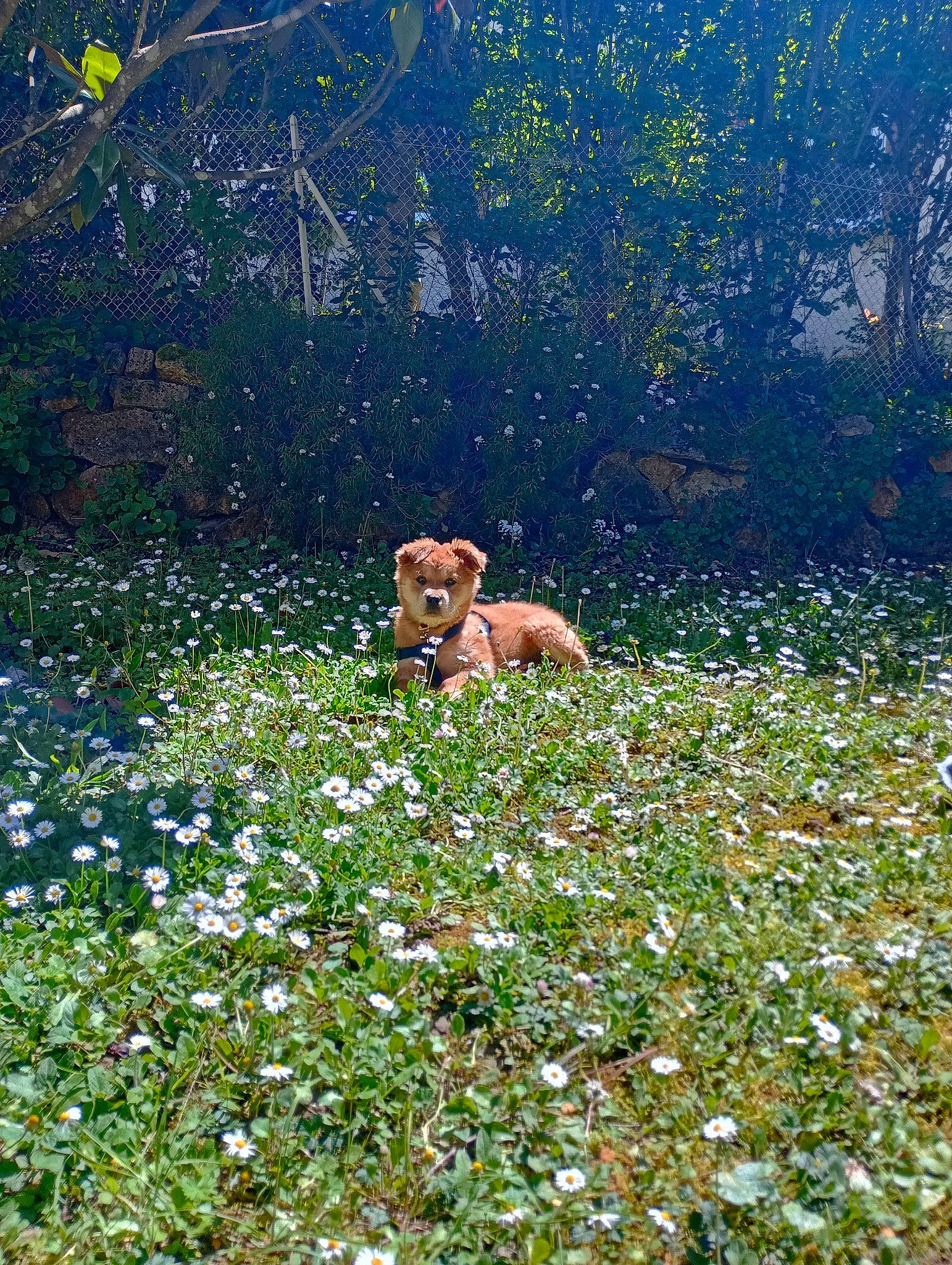 Vixy participe au concours pour gagner de l'argent avec cette photo : carnivore, dog, fawn, flower, flowering_plant, forest, grass, grass_family, grassland, groundcover, landscape, meadow, natural_landscape, pasture, people_in_nature, plant, shrub, sporting_group, tree, wildflower