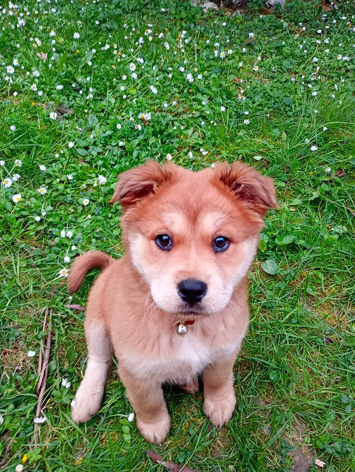 Vixy a rejoint le concours — aidez-le/la à gagner de superbes lots ! ancient_dog_breeds, canidae, carnivore, companion_dog, dog, dog_breed, fawn, fur, grass, groundcover, liver, plant, puppy, snout, sporting_group, terrestrial_animal, whiskers, working_animal