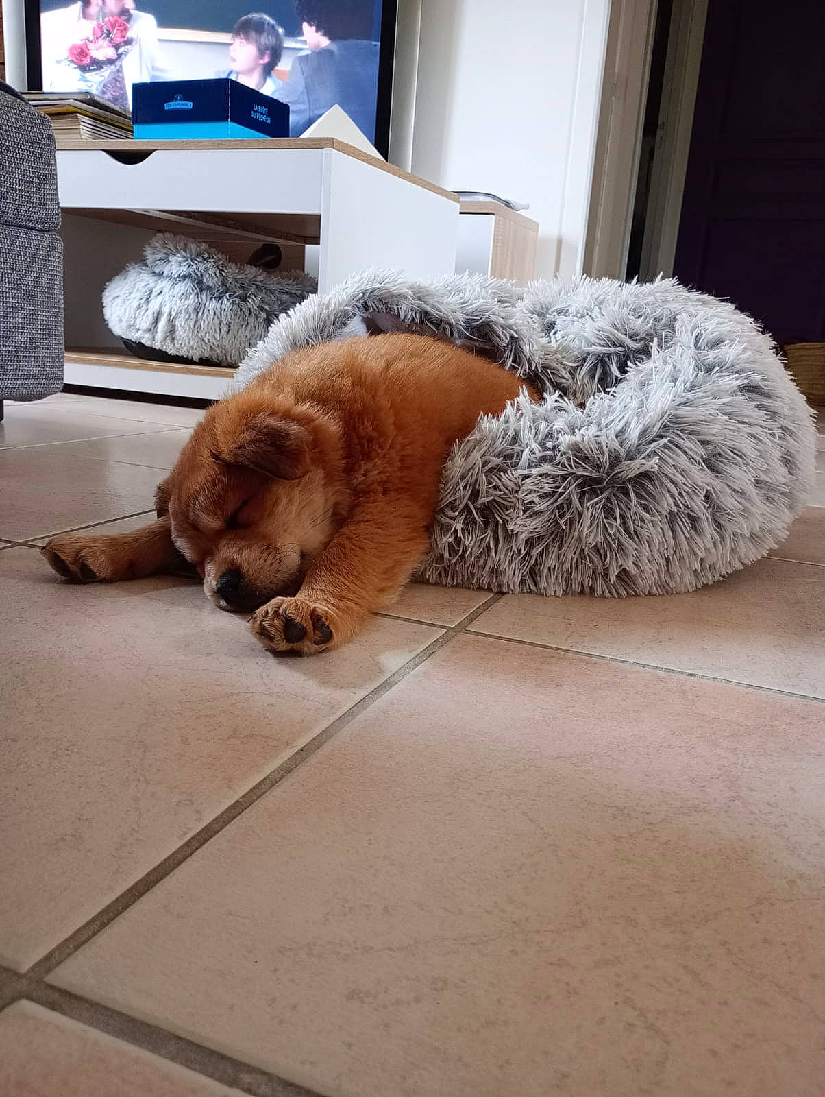 Vixy participe au concours pour gagner de l'argent avec cette photo : carpet, comfort, companion_dog, couch, dog, dog_breed, fawn, felidae, floor, flooring, fur, hardwood, living_room, room, small_to_medium_sized_cats, snout, tail, whiskers, wood, working_animal