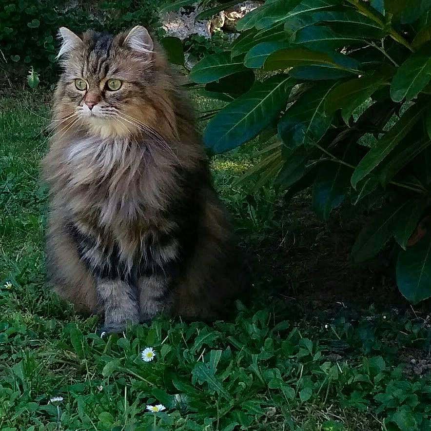 Letty a rejoint le concours — aidez-le/la à gagner de superbes lots ! british_longhair, carnivore, cat, domestic_short_haired_cat, fawn, felidae, fur, grass, groundcover, jungle, maine_coon, norwegian_forest_cat, plant, small_to_medium_sized_cats, soil, tail, terrestrial_animal, terrestrial_plant, tree, whiskers