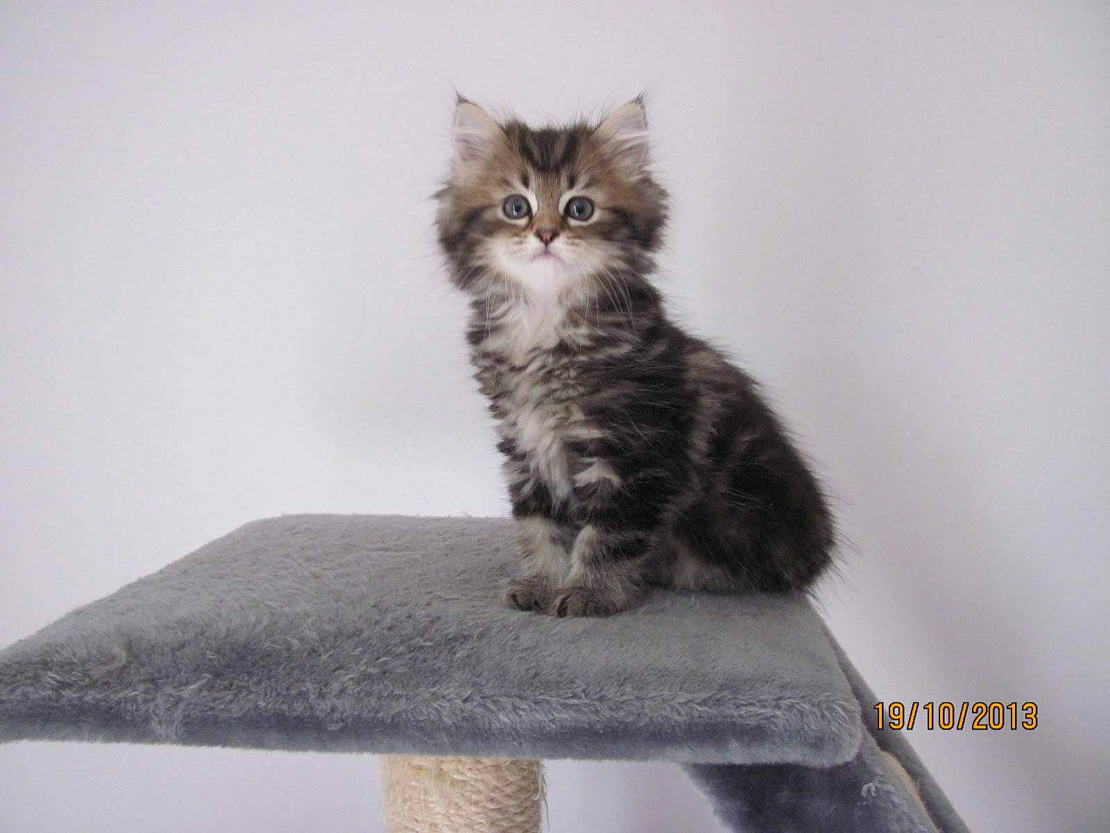 Letty a rejoint le concours — aidez-le/la à gagner de superbes lots ! carnivore, cat, cat_supply, claw, comfort, domestic_short_haired_cat, felidae, fur, grey, monochrome_photography, outdoor_furniture, paw, rectangle, sitting, small_to_medium_sized_cats, snout, table, tail, terrestrial_animal, whiskers