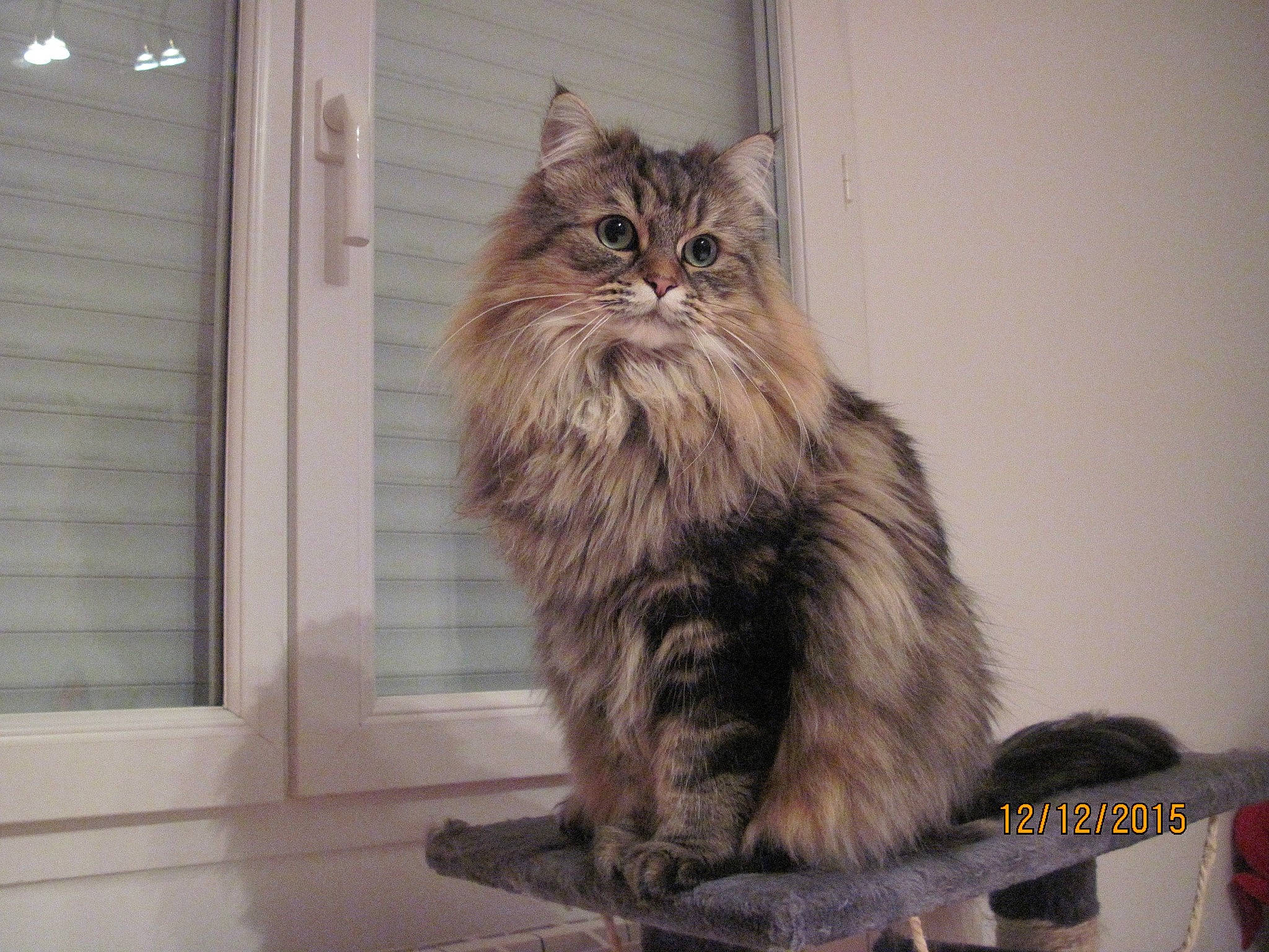 Letty participe au concours pour gagner de l'argent avec cette photo : box, british_longhair, carnivore, cat, domestic_short_haired_cat, felidae, fur, maine_coon, sitting, small_to_medium_sized_cats, snout, tail, terrestrial_animal, whiskers, window, window_blind, wood