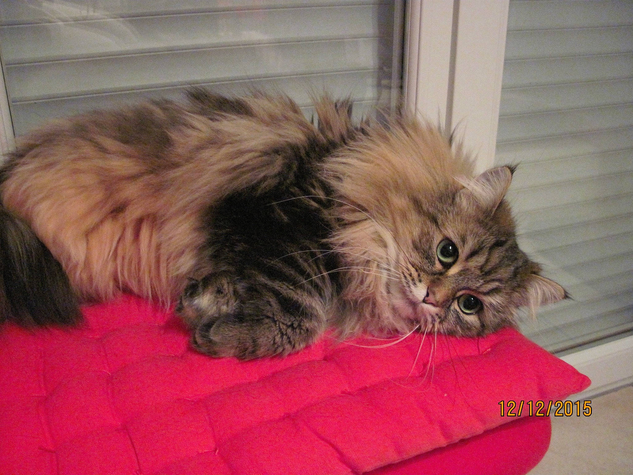 Letty a rejoint le concours — aidez-le/la à gagner de superbes lots ! british_longhair, carnivore, cat, claw, comfort, companion_dog, dog_breed, fawn, felidae, fur, liver, maine_coon, nap, paw, small_to_medium_sized_cats, tail, terrestrial_animal, whiskers