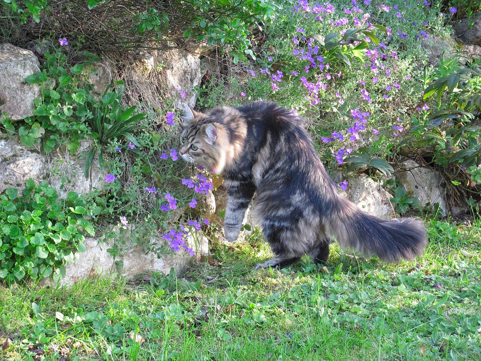 Letty participe au concours pour gagner de l'argent avec cette photo : carnivore, cat, dog_breed, domestic_short_haired_cat, felidae, flower, flowering_plant, fur, garden, grass, groundcover, herb, herbaceous_plant, plant, rock, shrub, small_to_medium_sized_cats, tail, terrestrial_animal, whiskers