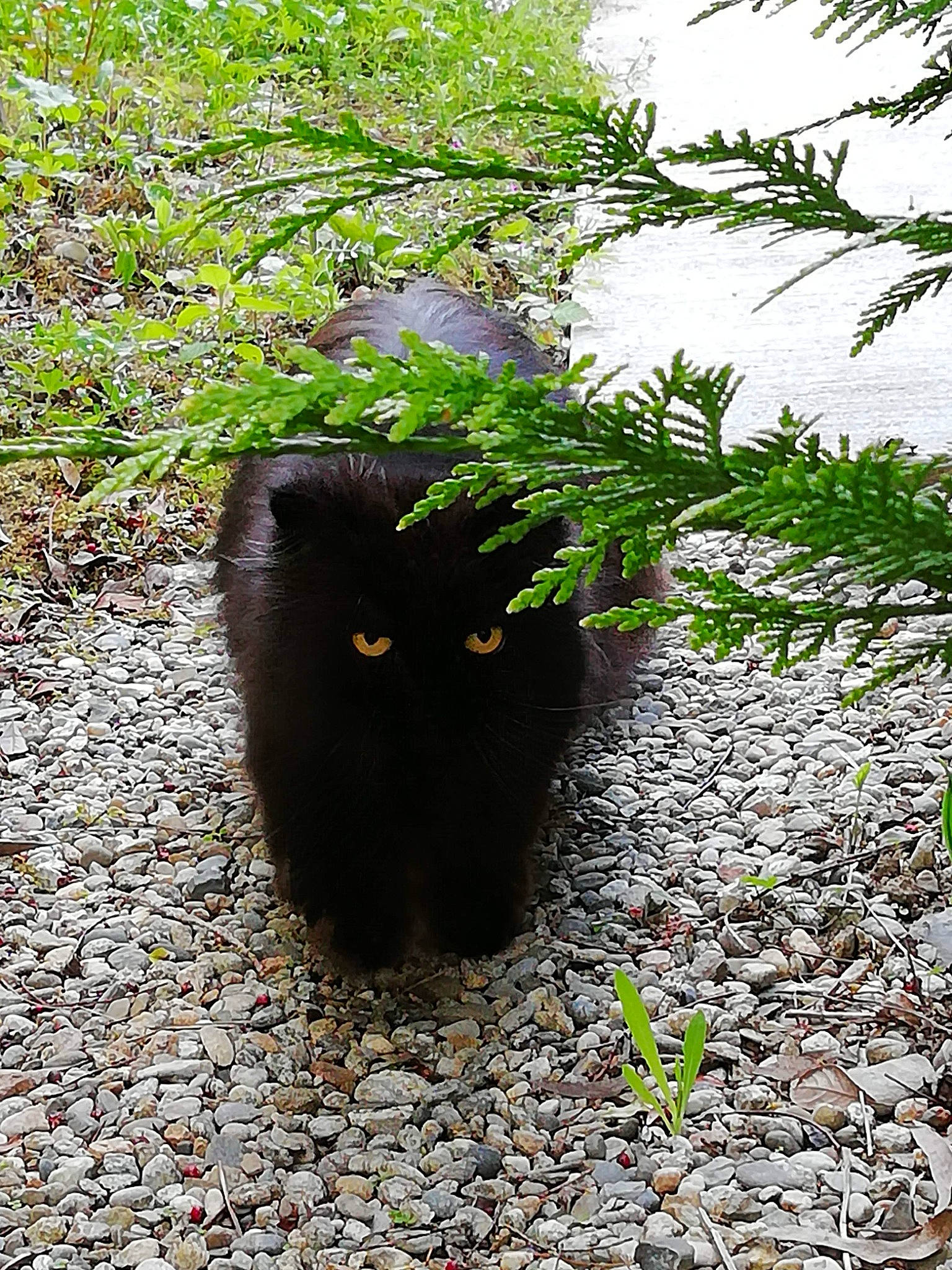 Scully a rejoint le concours — aidez-le/la à gagner de superbes lots ! black_cat, bombay, carnivore, cat, felidae, flowerpot, grass, groundcover, organism, plant, road_surface, shrub, small_to_medium_sized_cats, tail, terrestrial_animal, terrestrial_plant, tints_and_shades, tree, trunk, whiskers