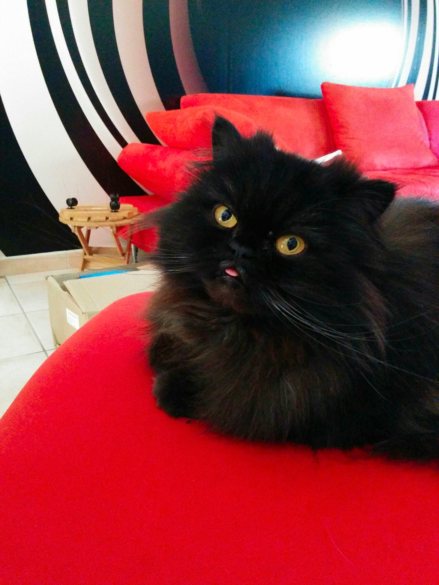 Scully a rejoint le concours — aidez-le/la à gagner de superbes lots ! black_cat, bombay, carmine, carnivore, carpet, cat, claw, comfort, coquelicot, event, felidae, flooring, fur, red, room, small_to_medium_sized_cats, snout, tail, terrestrial_animal, whiskers