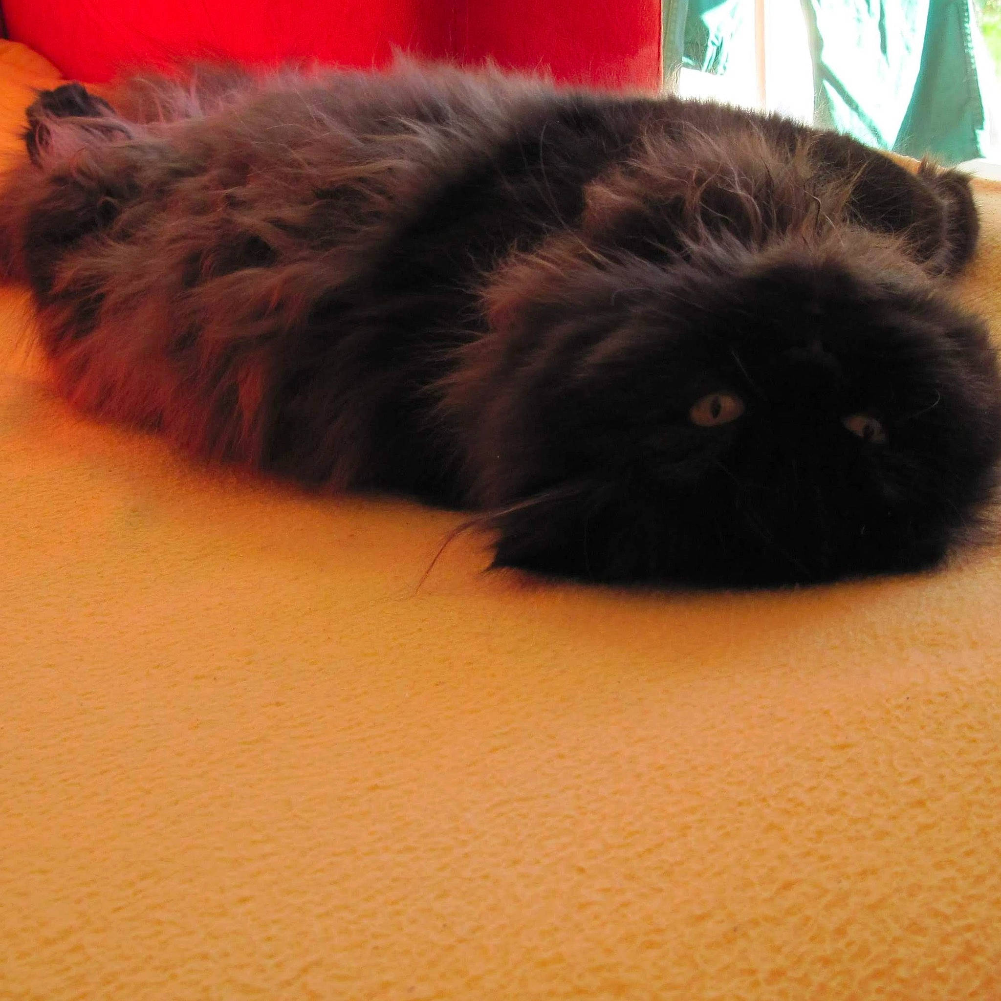 Scully a rejoint le concours — aidez-le/la à gagner de superbes lots ! canidae, carnivore, cat, comfort, companion_dog, dog_breed, fawn, felidae, flooring, fur, hardwood, liver, paw, small_to_medium_sized_cats, snout, sporting_group, tail, terrestrial_animal, whiskers, working_animal