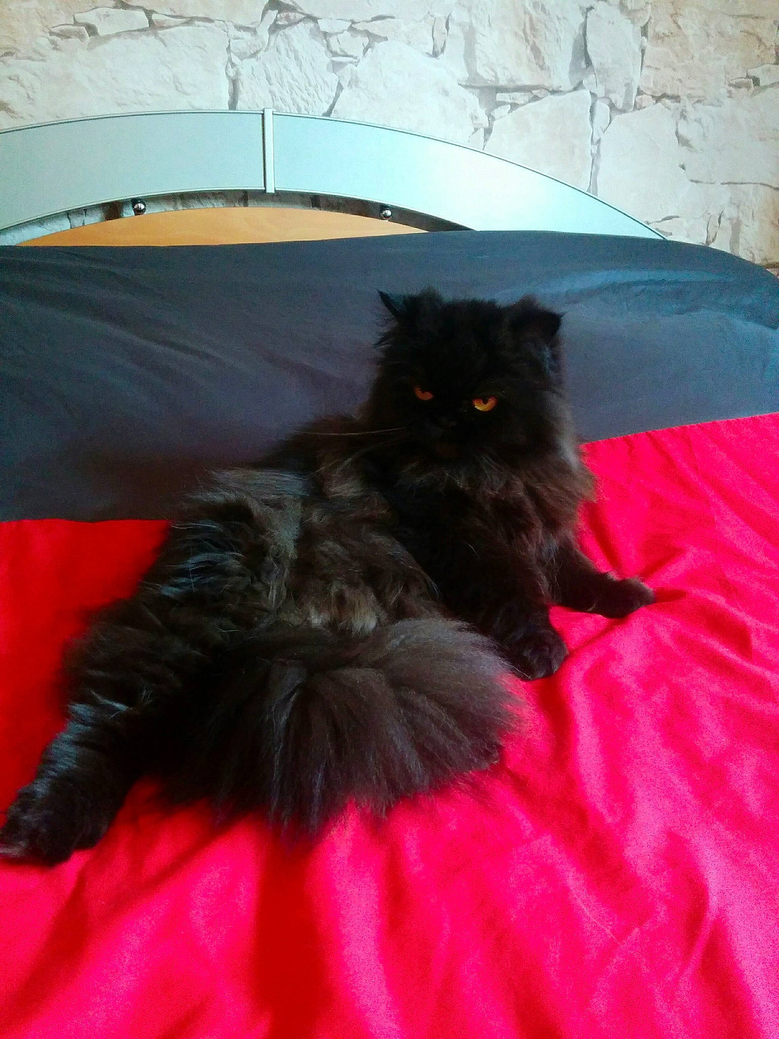 Scully participe au concours pour gagner de l'argent avec cette photo : black_cat, canidae, carnivore, cat, comfort, dog_breed, felidae, fur, grey, liver, magenta, small_to_medium_sized_cats, tail, terrestrial_animal, tints_and_shades, whiskers