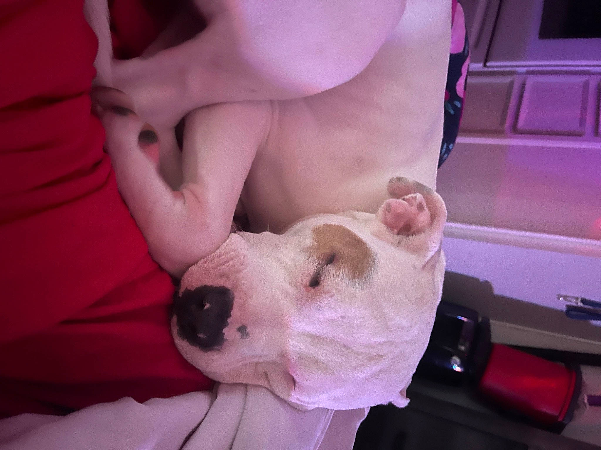 Buster is registered to the contest to win money with this photo: canidae, carnivore, comfort, companion_dog, dog, dog_breed, ear, fawn, flesh, foot, fur, gesture, jaw, nail, nose, pink, snout, sporting_group, thumb, whiskers