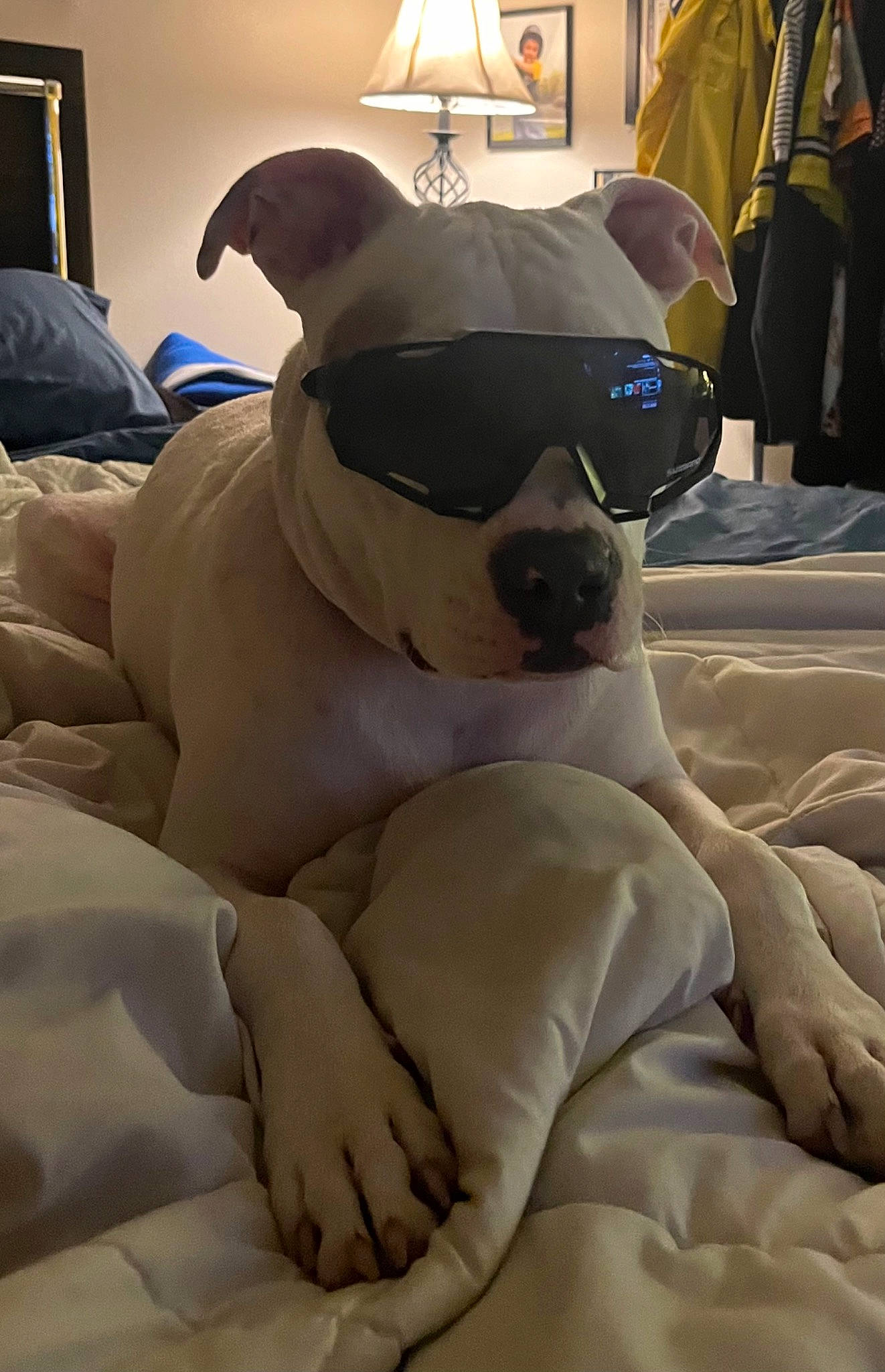 Buster is registered to the contest to win money with this photo: boston_terrier, canidae, carnivore, collar, comfort, companion_dog, couch, dog, dog_breed, eyewear, fawn, lamp, linens, picture_frame, snout, sporting_group, toy_dog, vision_care, whiskers, working_animal