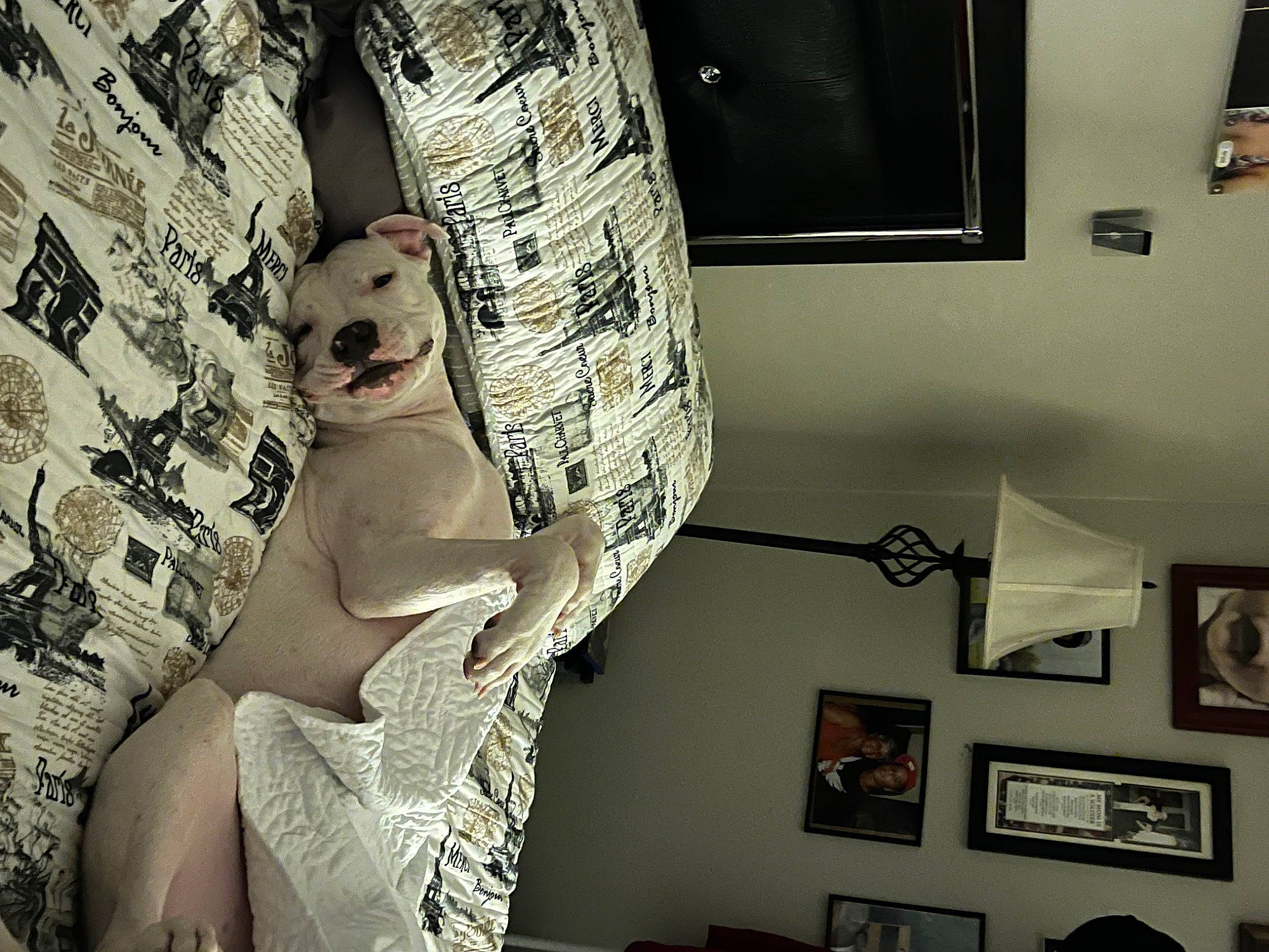 Buster is registered to the contest to win money with this photo: art, chest, comfort, eyewear, fawn, felidae, flooring, foot, fur, grey, human_leg, interior_design, leg, living_room, picture_frame, room, thigh, toy, trunk, wood