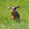dog, puppy, dachshund, running, grass, meadow, outdoor, nature, ears_flapping, greenery, animal, cute, playful, sunny, young_dog, pet, field, canine, energetic, collar