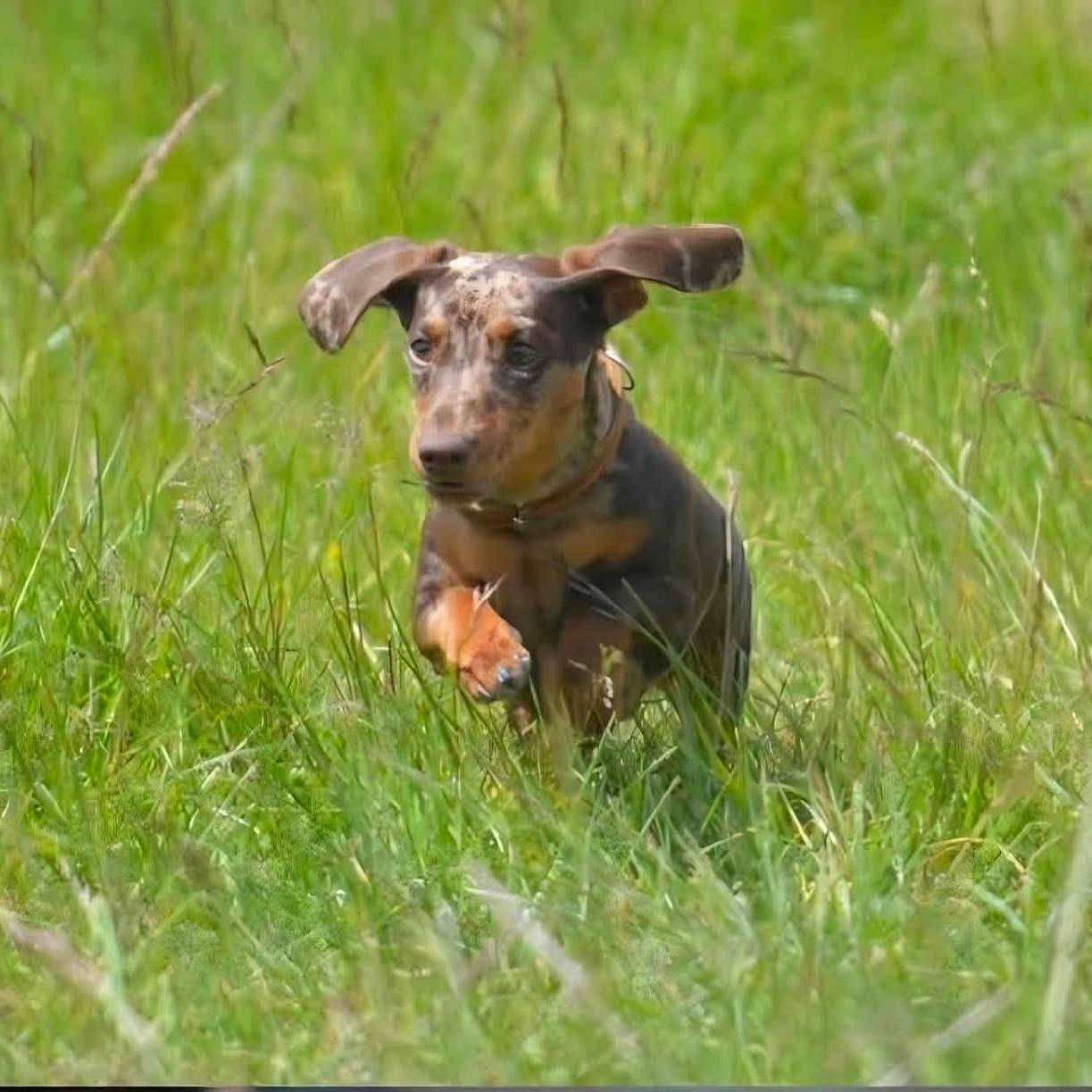 Vespa a rejoint le concours — aidez-le/la à gagner de superbes lots ! dog, puppy, dachshund, running, grass, meadow, outdoor, nature, ears_flapping, greenery, animal, cute, playful, sunny, young_dog, pet, field, canine, energetic, collar