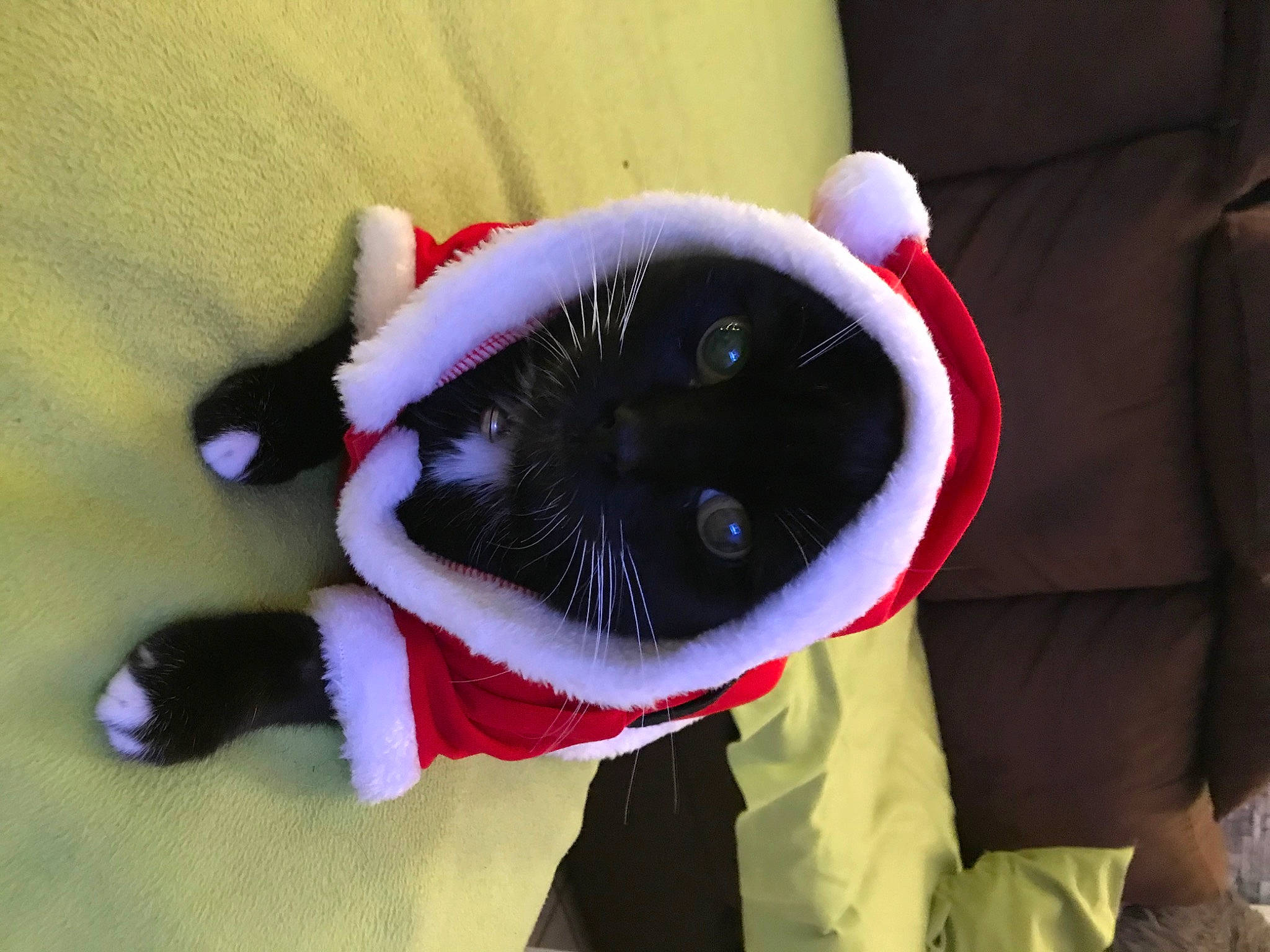 Caramel a rejoint le concours — aidez-le/la à gagner de superbes lots ! audio_equipment, canidae, carmine, comfort, companion_dog, dog_breed, dog_toy, fur, gesture, jaw, linens, magenta, plush, snout, stuffed_toy, sunglasses, tail, textile, toy, wool