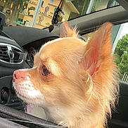 Rainy participe au concours pour gagner de l'argent avec cette photo : dog, chihuahua, car, window, pet, animal, fur, ears, side_view, curious, background, storefront, glass, daylight, closeup, domestic_animal, portrait, vehicle, looking, mammal