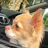 dog, chihuahua, car, window, pet, animal, fur, ears, side_view, curious, background, storefront, glass, daylight, closeup, domestic_animal, portrait, vehicle, looking, mammal