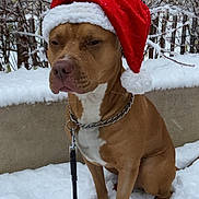 Bumpy a rejoint le concours — aidez-le/la à gagner de superbes lots ! dog, snow, santa_hat, outdoor, pet, leash, winter, brown_dog, canine, holiday, festive, nature, cold, fence, chain_collar, sit, animal, seasonal, quiet, expression