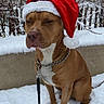 dog, snow, santa_hat, outdoor, pet, leash, winter, brown_dog, canine, holiday, festive, nature, cold, fence, chain_collar, sit, animal, seasonal, quiet, expression