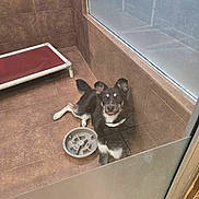 Astro is registered to the contest to win money with this photo: dog, kennel, shelter, tile_floor, tiled_wall, glass_partition, elevated_bed, food_bowl, collar, tongue_out, happy, panting, black_and_white_fur, lying_down, indoor, enclosure, rescue_dog, pet_facility, reflection, concrete_floor