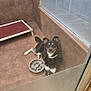 dog, kennel, shelter, tile_floor, tiled_wall, glass_partition, elevated_bed, food_bowl, collar, tongue_out, happy, panting, black_and_white_fur, lying_down, indoor, enclosure, rescue_dog, pet_facility, reflection, concrete_floor