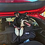 Astro is registered to the contest to win money with this photo: dog, pet, red_car, open_trunk, paws, collar, harness, tongue_out, happy, vehicle, rear_seat, seat_cover, road_trip, travel, sunlight, parking_lot, window, bottle, container, portrait