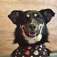 Astro is registered to the contest to win money with this photo: dog, canine, pet, smiling, portrait, bandana, scarf, pixel_art, black_fur, white_fur, ears, teeth, muzzle, close_up, indoor, wooden_wall, bench, happy, sitting, collar