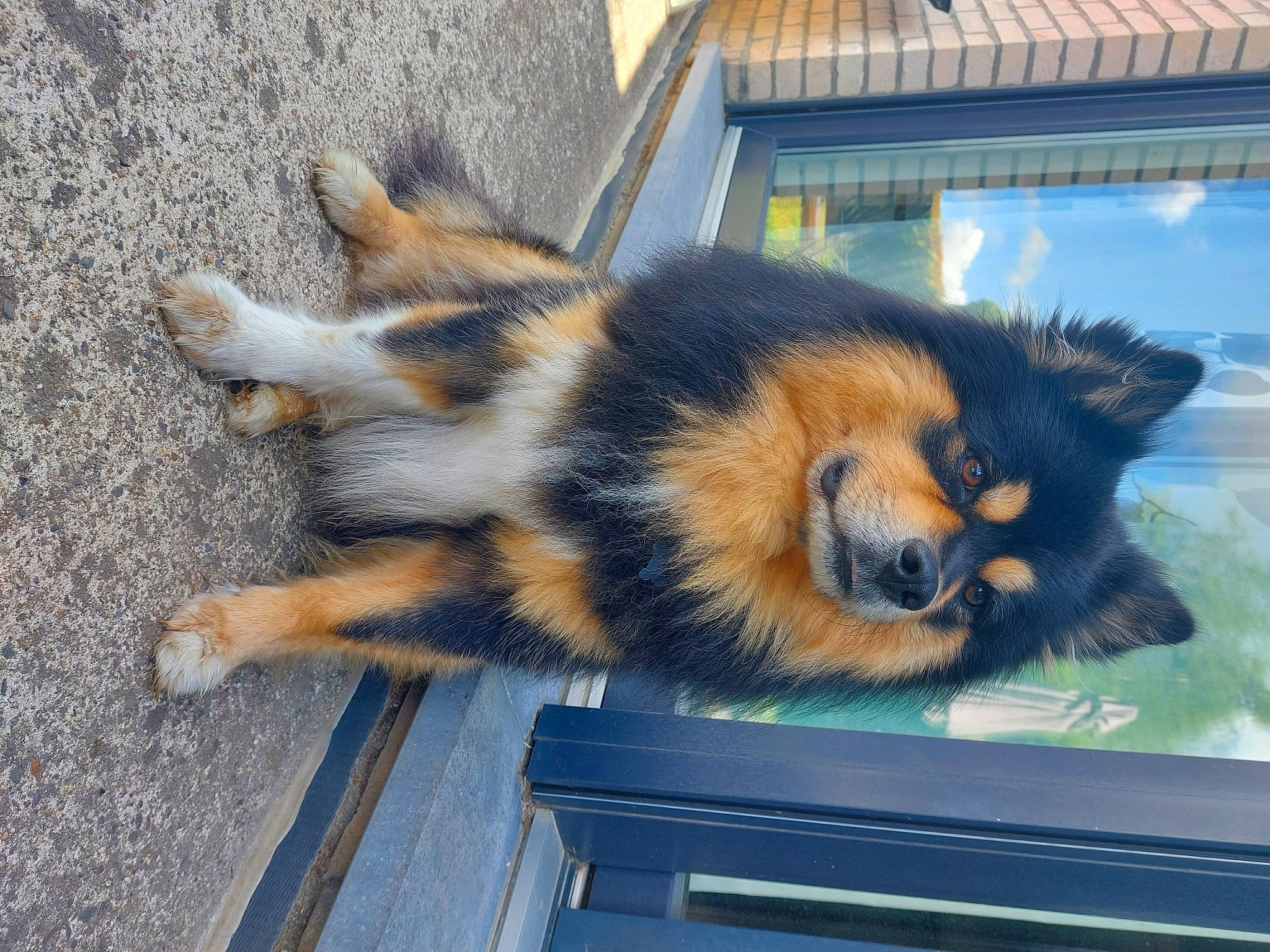 Leiko participe au concours pour gagner de l'argent avec cette photo : canidae, carnivore, dog_breed, electric_blue, felidae, fur, small_to_medium_sized_cats, snout, tail, terrestrial_animal, whiskers, wildlife, window, windshield, wood, working_dog